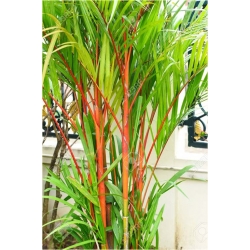 Nasiona Bambus czerwony szt.5 Nxx338